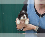 Puppy Blossom Cocker Spaniel