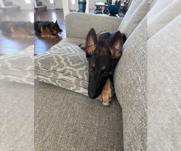 Medium Photo #4 Mutt Puppy For Sale in Kansas City, MO, USA