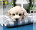 Small Photo #2 Maltipoo Puppy For Sale in NAPLES, FL, USA