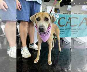 Unknown-Weimaraner Mix Dogs for adoption in Rosenberg, TX, USA