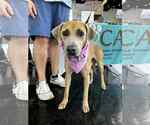 Small Black Mouth Cur-Weimaraner Mix