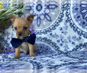 Chorkie Puppy for sale in LANCASTER, PA, USA