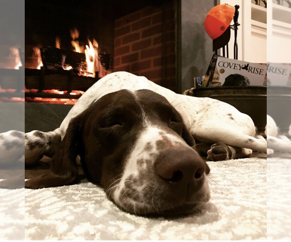 Medium Photo #1 German Shorthaired Pointer Puppy For Sale in SARASOTA, FL, USA