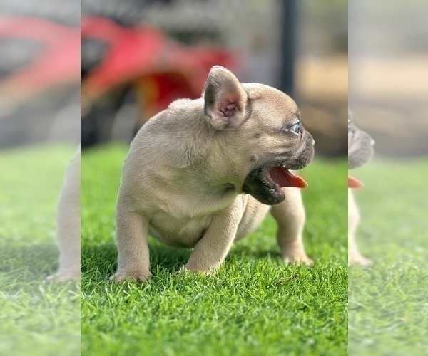Medium Photo #4 French Bulldog Puppy For Sale in PORTOLA VALLEY, CA, USA