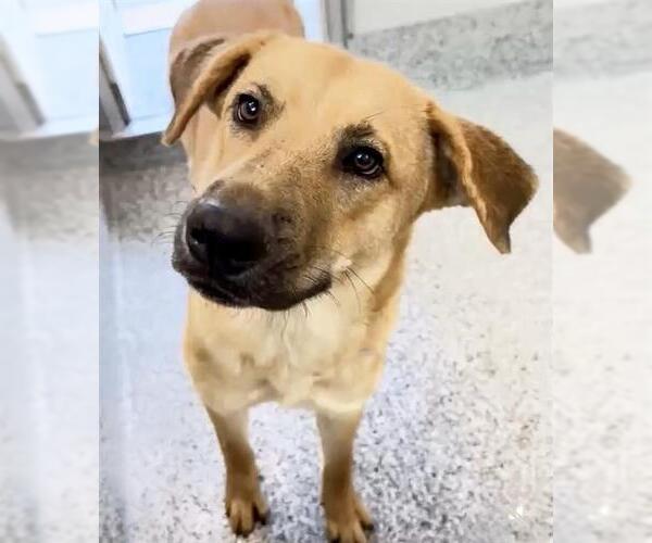 Medium Photo #3 Shepradors Puppy For Sale in Houston, TX, USA