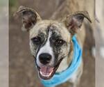 Small American Staffordshire Terrier Mix
