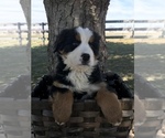Small Photo #4 Bernese Mountain Dog Puppy For Sale in GOSHEN, IN, USA