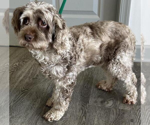 Medium Photo #6 Cock-A-Poo Puppy For Sale in Westminster, MD, USA