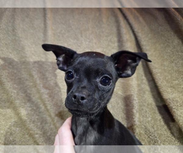 Medium Photo #7 Chug Puppy For Sale in HILLSDALE, MI, USA