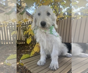 Labradoodle Puppy for sale in PEMBROKE, GA, USA