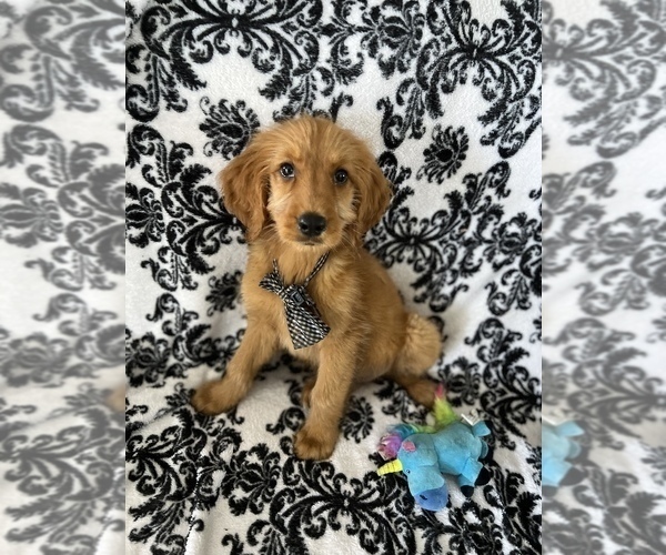 Medium Photo #1 Goldendoodle Puppy For Sale in SYLMAR, CA, USA