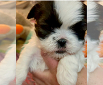 Puppy Sadie Shih Tzu