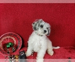 Puppy Cherub Poodle (Miniature)