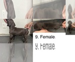 Puppy 4 German Shorthaired Pointer