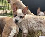 Puppy Puppy 3 Blue Australian Cattle Dog