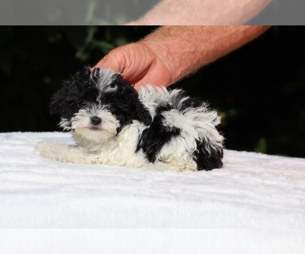 Medium Photo #6 Goldendoodle (Miniature) Puppy For Sale in DYERSBURG, TN, USA