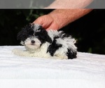 Small #5 Goldendoodle (Miniature)