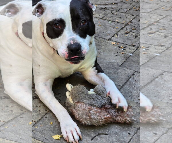 Medium Photo #12 American Pit Bull Terrier Puppy For Sale in Germantown, OH, USA