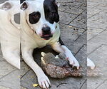 Small #11 American Pit Bull Terrier
