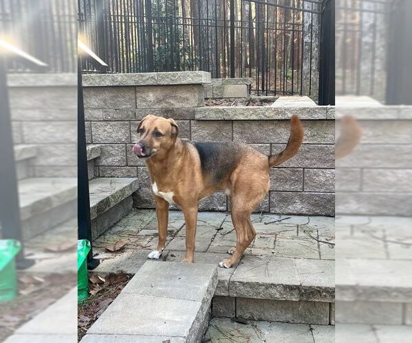 Medium Photo #4 Mutt Puppy For Sale in Garner, NC, USA