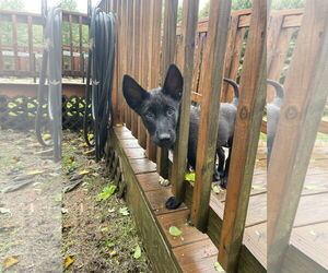 German Shepherd Dog Dogs for adoption in Rolesville, NC, USA