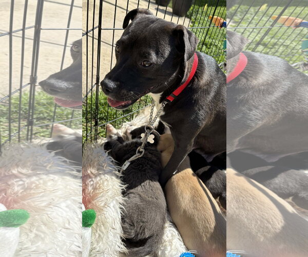 Medium Photo #5 American Pit Bull Terrier-Labrador Retriever Mix Puppy For Sale in Holly Springs, NC, USA