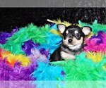 Small Photo #39 Chihuahua Puppy For Sale in CHARLESTON, AR, USA