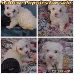 Maltese Puppy for sale in LANSING, IL, USA