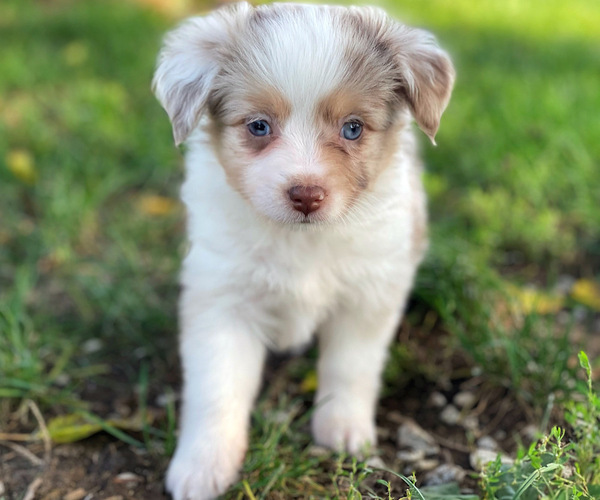 Medium Photo #6 Miniature Australian Shepherd Puppy For Sale in PERU, NE, USA