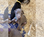 Small Photo #10 Doberman Pinscher Puppy For Sale in PITTSBURGH, PA, USA
