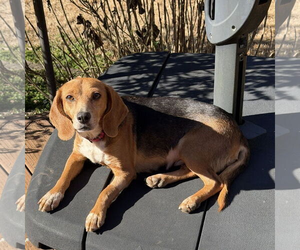 Medium Photo #2 Beagle Puppy For Sale in Greenville, SC, USA