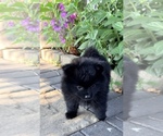 Small #7 Pomeranian