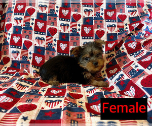 Yorkshire Terrier Puppy for sale in AMSTERDAM, MO, USA