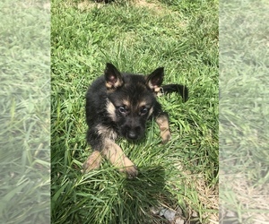 German Shepherd Dog Puppy for sale in GREENWOOD, MO, USA