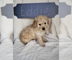 Goldendoodle-Poodle (Miniature) Mix Puppy for sale in NORTH VERNON, IN, USA