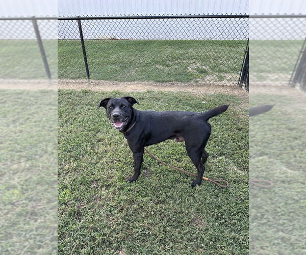 Medium Photo #3 Labrador Retriever-Unknown Mix Puppy For Sale in Evansville, IN, USA