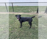 Small #2 Labrador Retriever Mix