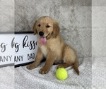 Small #3 Golden Retriever
