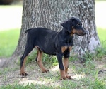 Small Photo #21 Doberman Pinscher Puppy For Sale in BEAUMONT, TX, USA