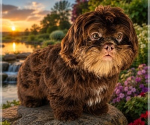 Shih Tzu Puppy for Sale in WESLEY CHAPEL, Florida USA