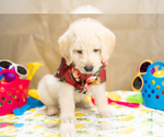 Small Photo #1 Labradoodle Puppy For Sale in PEYTON, CO, USA