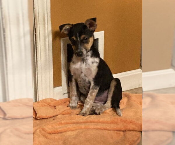 Medium Photo #1 Mutt Puppy For Sale in Garden City, NY, USA