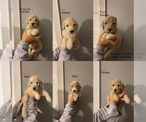 Goldendoodle Puppy for sale in BURLINGTON, WA, USA