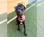 Small #3 Mastiff Mix