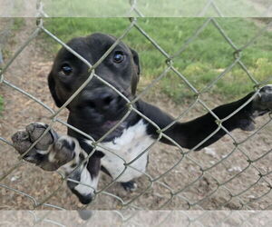 American Pit Bull Terrier Dogs for adoption in Melrose, FL, USA