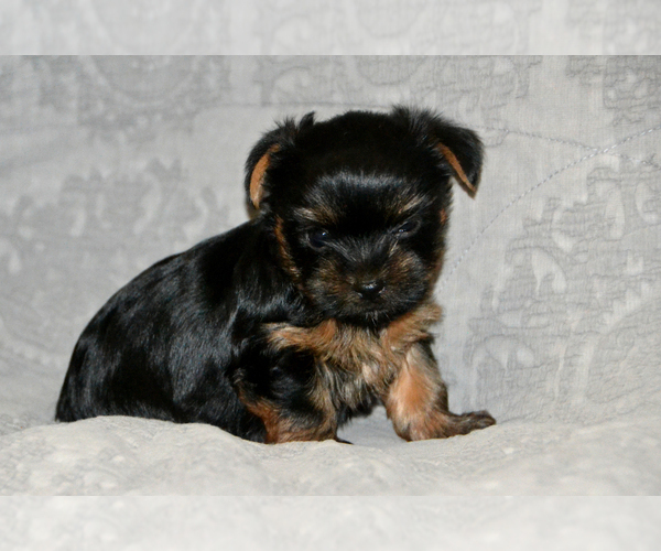 Medium Photo #6 Yorkshire Terrier Puppy For Sale in ALLEN, TX, USA