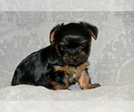 Small Photo #6 Yorkshire Terrier Puppy For Sale in ALLEN, TX, USA