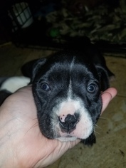 Bullboxer Pit Puppy for sale in PARISH, NY, USA