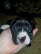Small Photo #1 Bullboxer Pit Puppy For Sale in PARISH, NY, USA