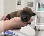 Small #1 Mutt